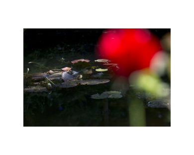 Laurence Prat - Coquelicot