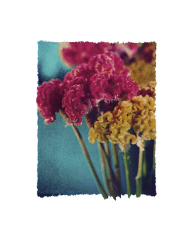 Patricia Canino - Velin crêtes de coq