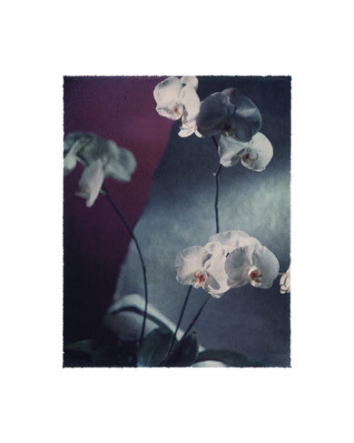 Patricia Canino - Velin orchidées BL