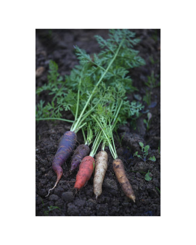 Jean-Gabriel Barthélémy - Potager 05