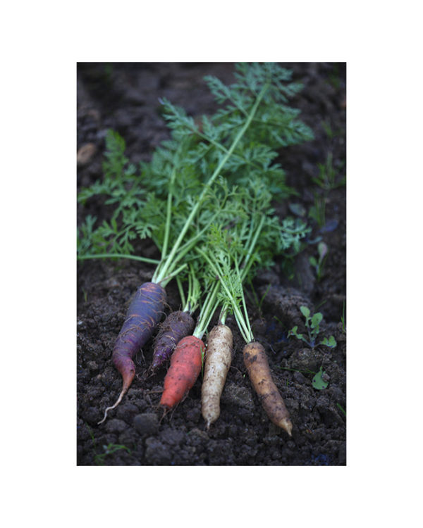 Jean-Gabriel Barthélémy - Potager 05