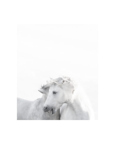 Pauline Planchon - Nature Camarguaise