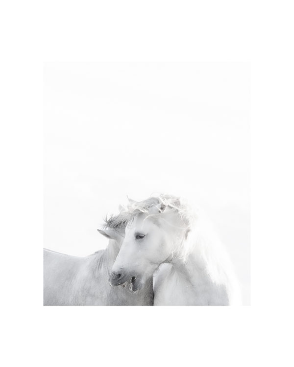 Pauline Planchon - Nature Camarguaise